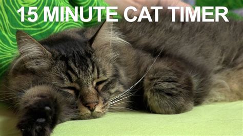 cat timer 15 minutes